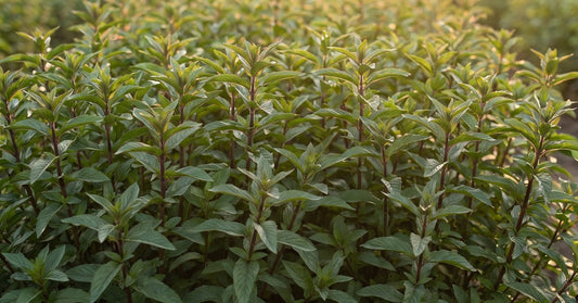 Насаждение с мента Mentha piperita