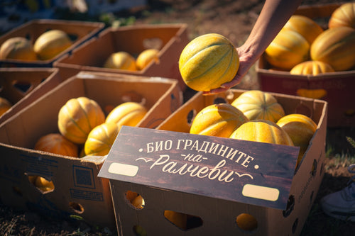 Пикник кошница — деликатеси от полето