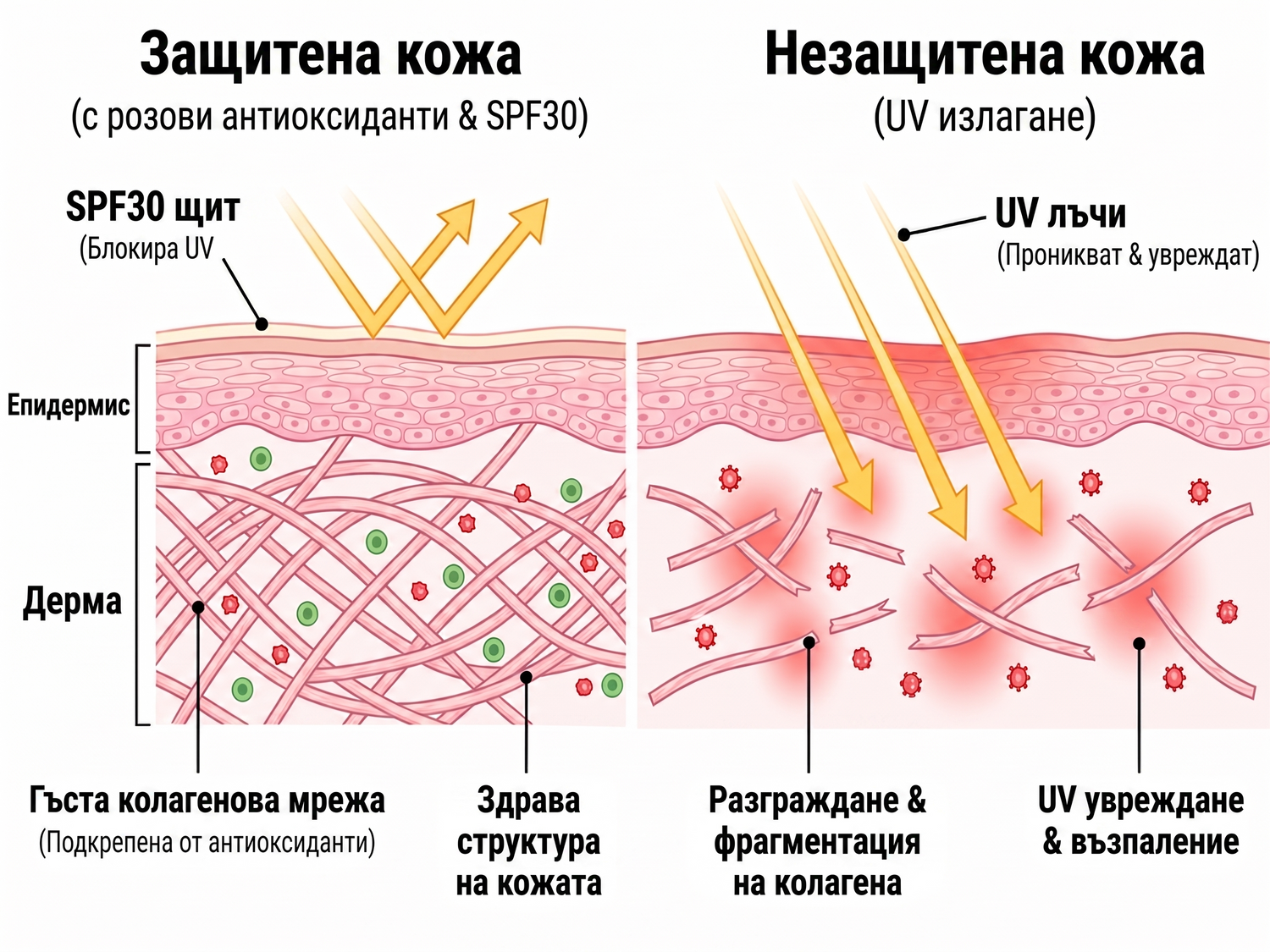 spf BG infographic
